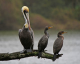 Pelican and Cormorants