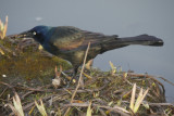 Common Grackle with Crayfish dinner