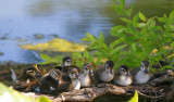Nine Little Wood Ducks