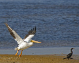 White Pelican and Cormorant