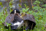 Under Momma's Wing